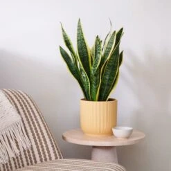 Snake House Plant In Elho Pot -Home Decor Shop 30920754