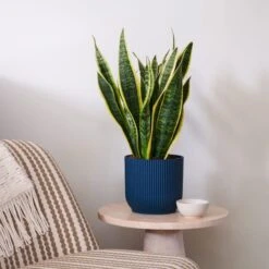 Snake House Plant In Elho Pot -Home Decor Shop 30920755