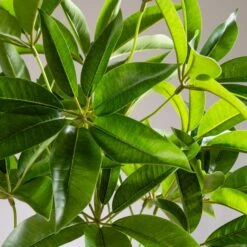 Artificial Umbrella Plant In White Plant Pot -Home Decor Shop 30927775 alt02