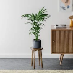Kentia Palm House Plant In Capri Pot -Home Decor Shop 30963515