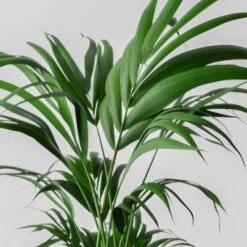 Kentia Palm House Plant In Capri Pot -Home Decor Shop 30963516 alt01