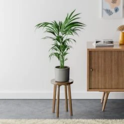 Kentia Palm House Plant In Capri Pot -Home Decor Shop 30963517