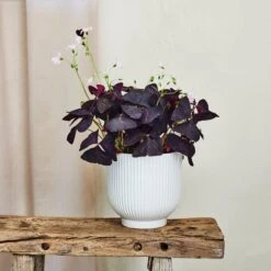 Oxalis House Plant In Ribbed Ceramic Pot -Home Decor Shop 30963586
