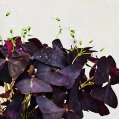 Oxalis House Plant In Ribbed Ceramic Pot -Home Decor Shop 30963586 alt01