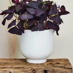 Oxalis House Plant In Ribbed Ceramic Pot -Home Decor Shop 30963586 alt03