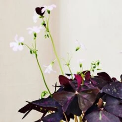 Oxalis House Plant In Ribbed Ceramic Pot -Home Decor Shop 30963587 alt02