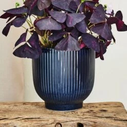 Oxalis House Plant In Ribbed Ceramic Pot -Home Decor Shop 30963588 alt03