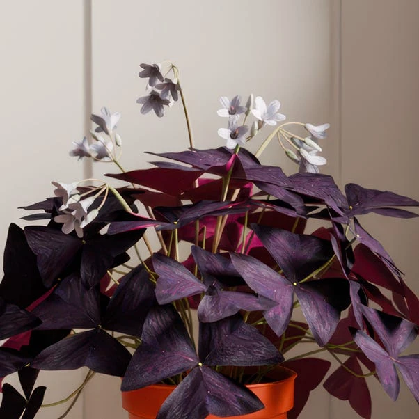 Oxalis House Plant In Capri Pot 6 Oxalis House Plant In Capri Pot - Image 6