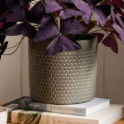 Oxalis House Plant In Capri Pot 14 Oxalis House Plant In Capri Pot -Home Decor Shop 30963591 alt02