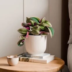 Tradescantia Nanouk House Plant In Elho Vibes Pot -Home Decor Shop 30963597
