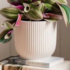 Tradescantia Nanouk House Plant In Elho Vibes Pot -Home Decor Shop 30963597 alt02
