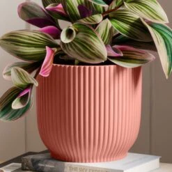 Tradescantia Nanouk House Plant In Elho Vibes Pot -Home Decor Shop 30963599 alt02