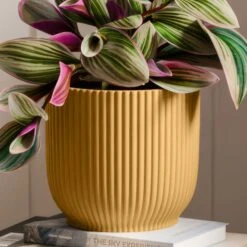 Tradescantia Nanouk House Plant In Elho Vibes Pot -Home Decor Shop 30963600 alt02