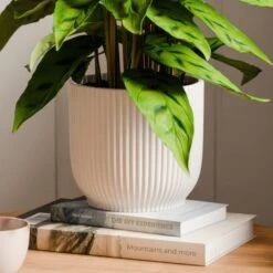 Calathea Leopardina House Plant In Elho Vibes Pot -Home Decor Shop 30963636 alt02