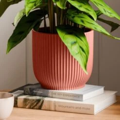 Calathea Leopardina House Plant In Elho Vibes Pot -Home Decor Shop 30963638 alt02