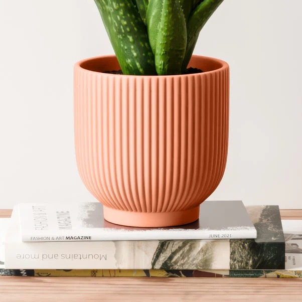 Aloe Vera House Plant In Ribbed Ceramic Pot 15 Aloe Vera House Plant In Ribbed Ceramic Pot - Image 15