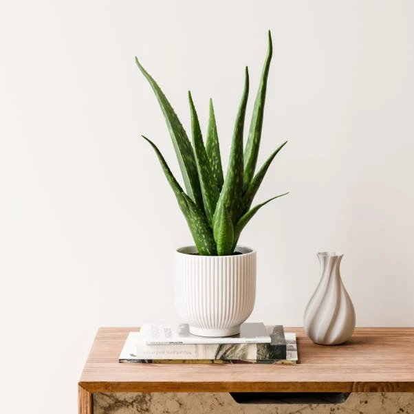 Aloe Vera House Plant In Ribbed Ceramic Pot 9 Aloe Vera House Plant In Ribbed Ceramic Pot - Image 9