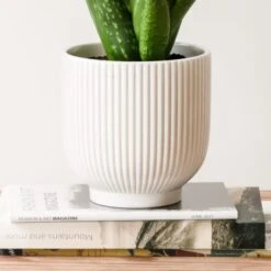 Aloe Vera House Plant In Ribbed Ceramic Pot 26 Aloe Vera House Plant In Ribbed Ceramic Pot -Home Decor Shop 30963676 alt02