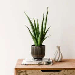 Aloe Vera House Plant In Ribbed Ceramic Pot 20 Aloe Vera House Plant In Ribbed Ceramic Pot -Home Decor Shop 30963677