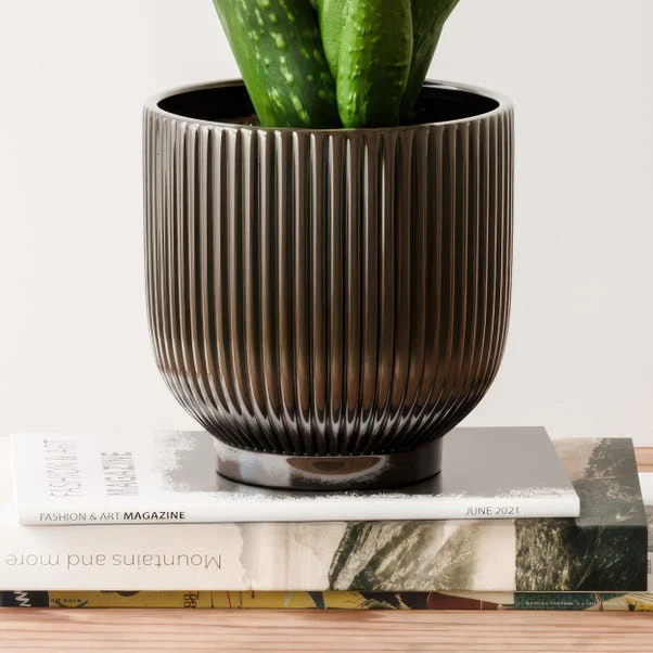 Aloe Vera House Plant In Ribbed Ceramic Pot 7 Aloe Vera House Plant In Ribbed Ceramic Pot - Image 7