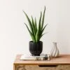Aloe Vera House Plant In Ribbed Ceramic Pot