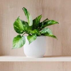 Marble Queen Pothos House Plant In Elho Pot -Home Decor Shop 30963704
