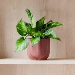 Marble Queen Pothos House Plant In Elho Pot -Home Decor Shop 30963706