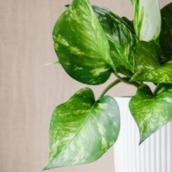 Marble Queen Pothos House Plant In Elho Pot -Home Decor Shop 30963706 alt01
