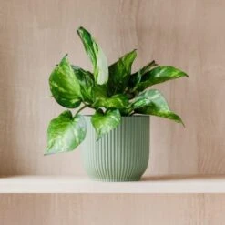 Marble Queen Pothos House Plant In Elho Pot -Home Decor Shop 30963708