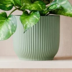 Marble Queen Pothos House Plant In Elho Pot -Home Decor Shop 30963708 alt02
