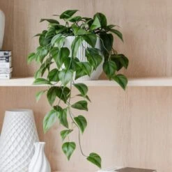 Trailing Philodendron Scandens House Plant In Elho Pot -Home Decor Shop 30963726