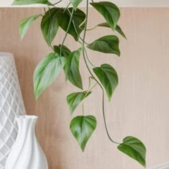 Trailing Philodendron Scandens House Plant In Elho Pot -Home Decor Shop 30963726 alt01