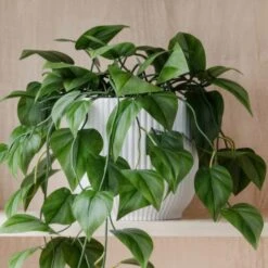 Trailing Philodendron Scandens House Plant In Elho Pot -Home Decor Shop 30963726 alt02