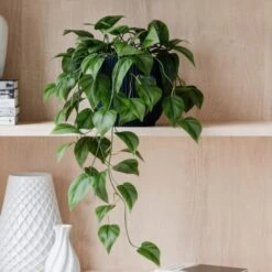 Trailing Philodendron Scandens House Plant In Elho Pot -Home Decor Shop 30963727