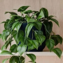 Trailing Philodendron Scandens House Plant In Elho Pot -Home Decor Shop 30963727 alt02