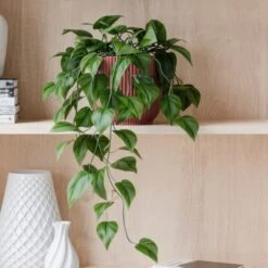 Trailing Philodendron Scandens House Plant In Elho Pot -Home Decor Shop 30963728