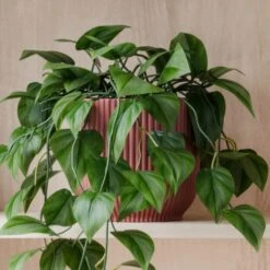 Trailing Philodendron Scandens House Plant In Elho Pot -Home Decor Shop 30963728 alt02