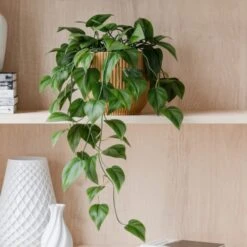 Trailing Philodendron Scandens House Plant In Elho Pot -Home Decor Shop 30963729