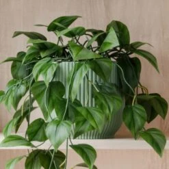 Trailing Philodendron Scandens House Plant In Elho Pot -Home Decor Shop 30963730 alt02