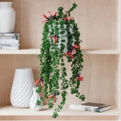 Trailing Aeschynanthus Rasta House Plant In Elho Pot -Home Decor Shop 30963731