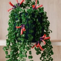 Trailing Aeschynanthus Rasta House Plant In Elho Pot -Home Decor Shop 30963732 alt02