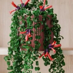 Trailing Aeschynanthus Rasta House Plant In Elho Pot -Home Decor Shop 30963733 alt02