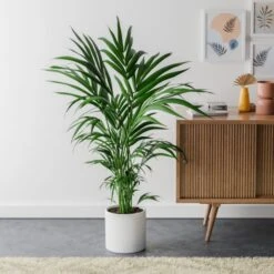 Kentia Palm House Plant In Capri Pot -Home Decor Shop 30963853