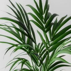 Kentia Palm House Plant In Capri Pot -Home Decor Shop 30963853 alt01